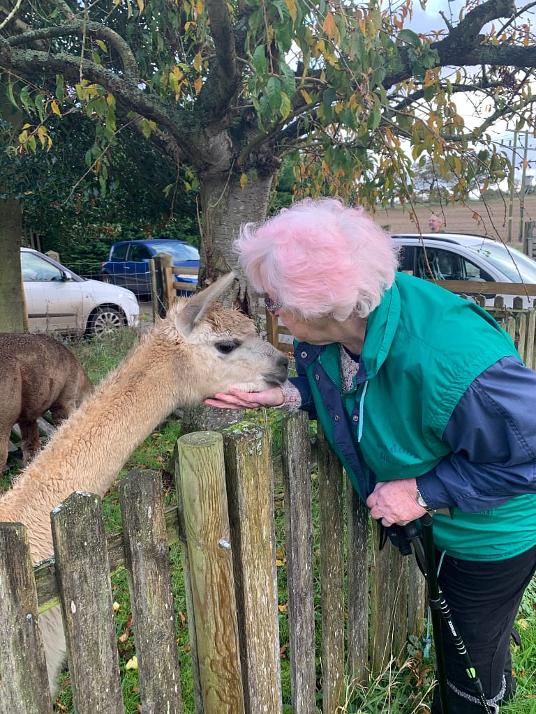 Experience Alpaca
