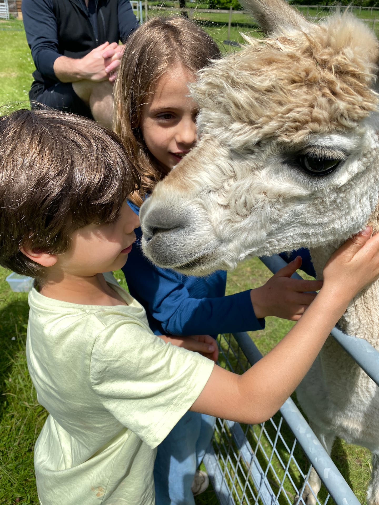 Experience Alpaca